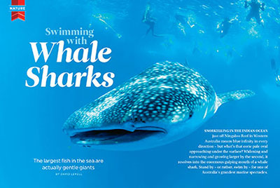 Swimming With Whale Sharks
