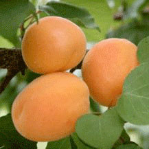 How to Grow Apricots