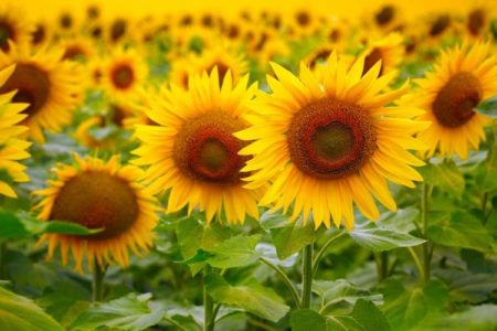 How to Grow Sunflowers