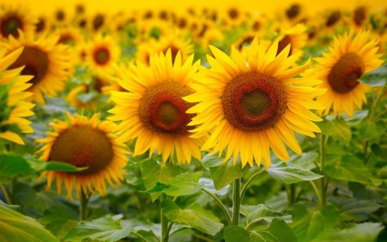 How to Grow Sunflowers