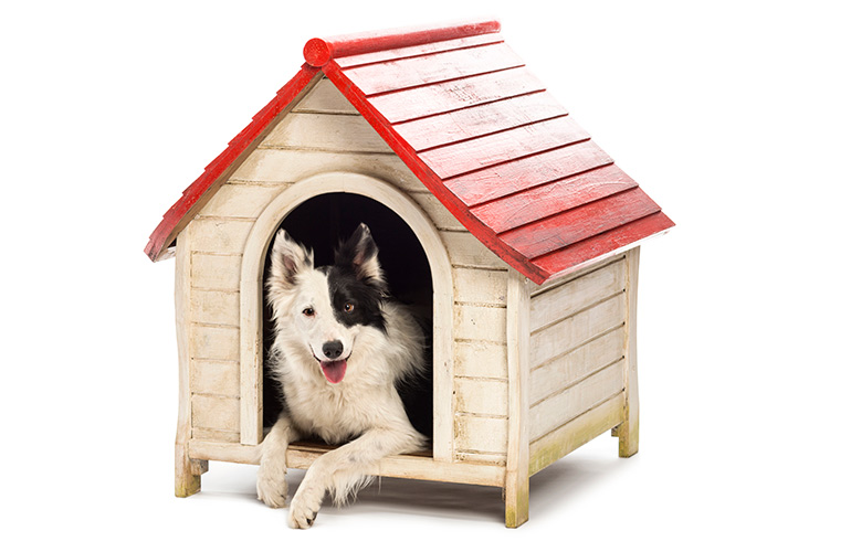 1. Desirable doghouse