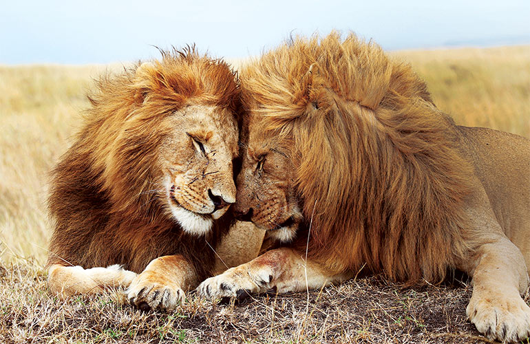 Humans are not the only creatures that hug | Reader's Digest Asia Humans are not the only creatures that hug | Reader's Digest Asia