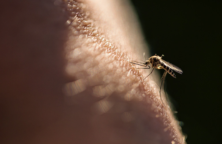 Severe dengue