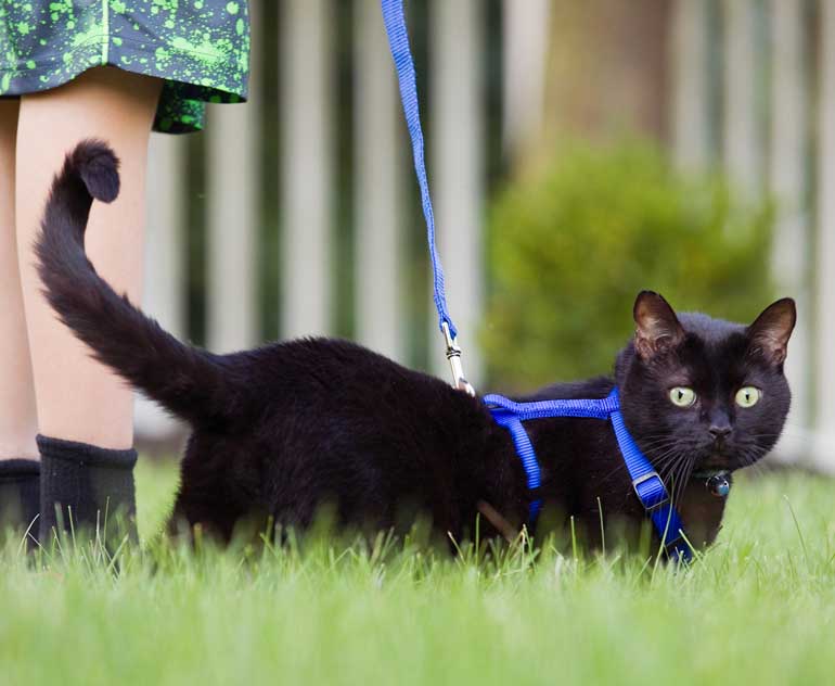 1. Treating cats as if they’re dogs
