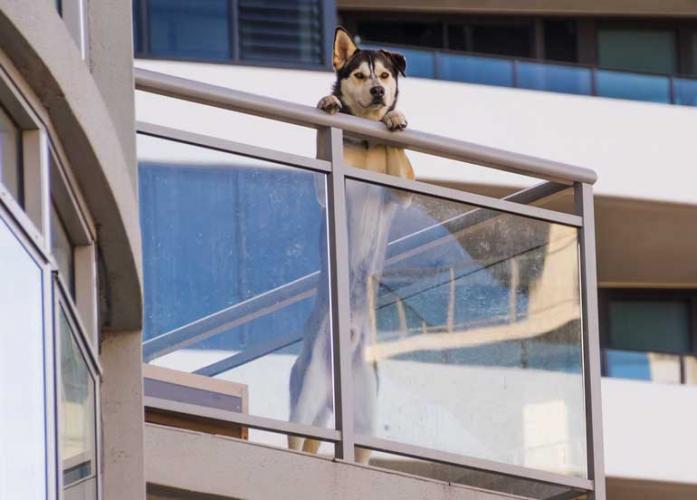 13 Best Apartment Dogs Reader's Digest Asia