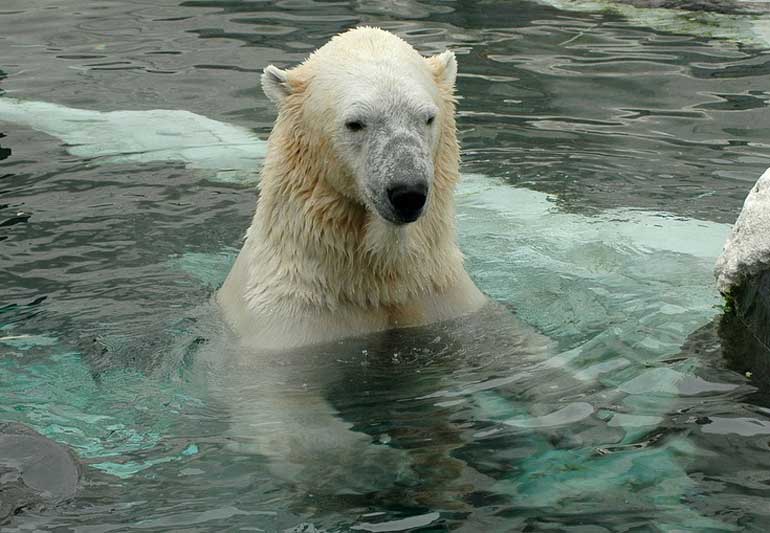 Meet The World's Most Famous Zoo Animals Reader's Digest Asia
