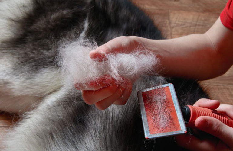 Are dogs that don’t shed a lot ‘hypoallergenic’ dogs?