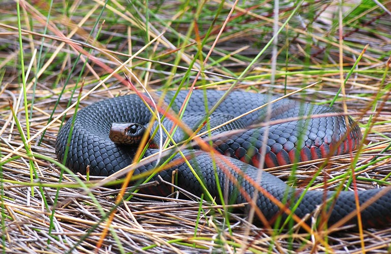 Poisonous and venomous