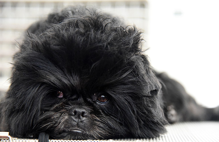 Affenpinscher