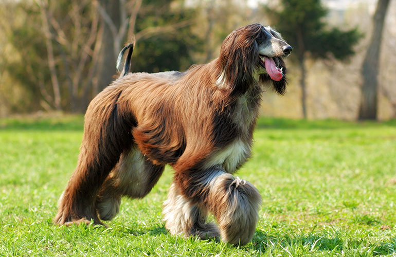 Afghan hound