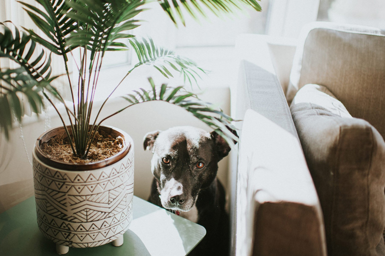 Your dog is hiding