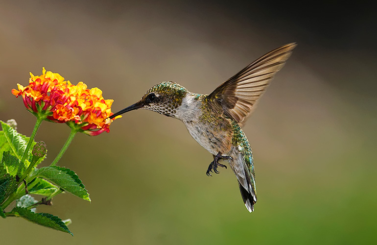 Take up birdwatching