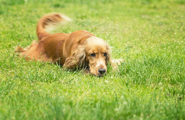 I’m not always happy when I’m wagging my tail