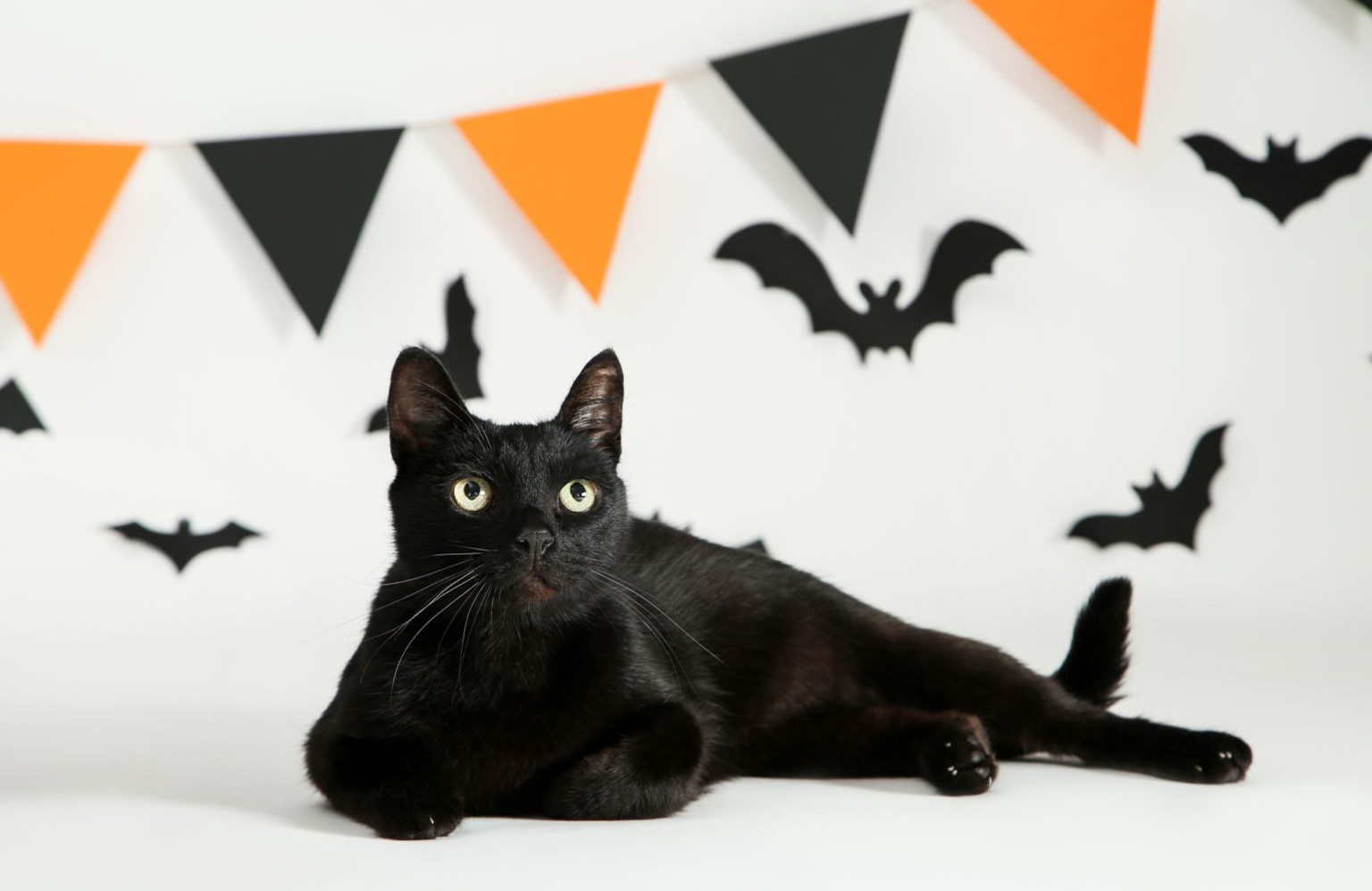 Black Cats And Halloween Fact V Fiction Reader S Digest