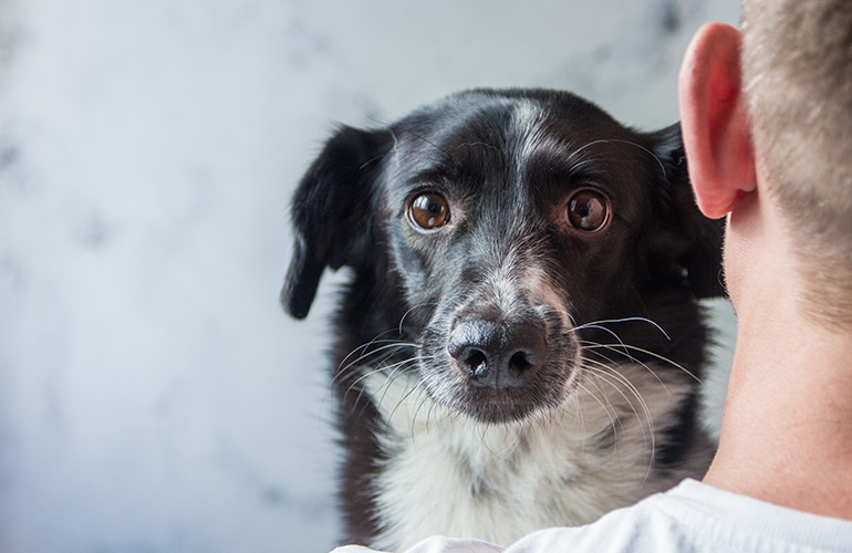 What do dogs think about? Reader's Digest Asia