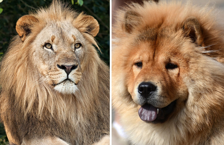 8 Cute Dogs That Look Just Like Lions Reader S Digest Asia