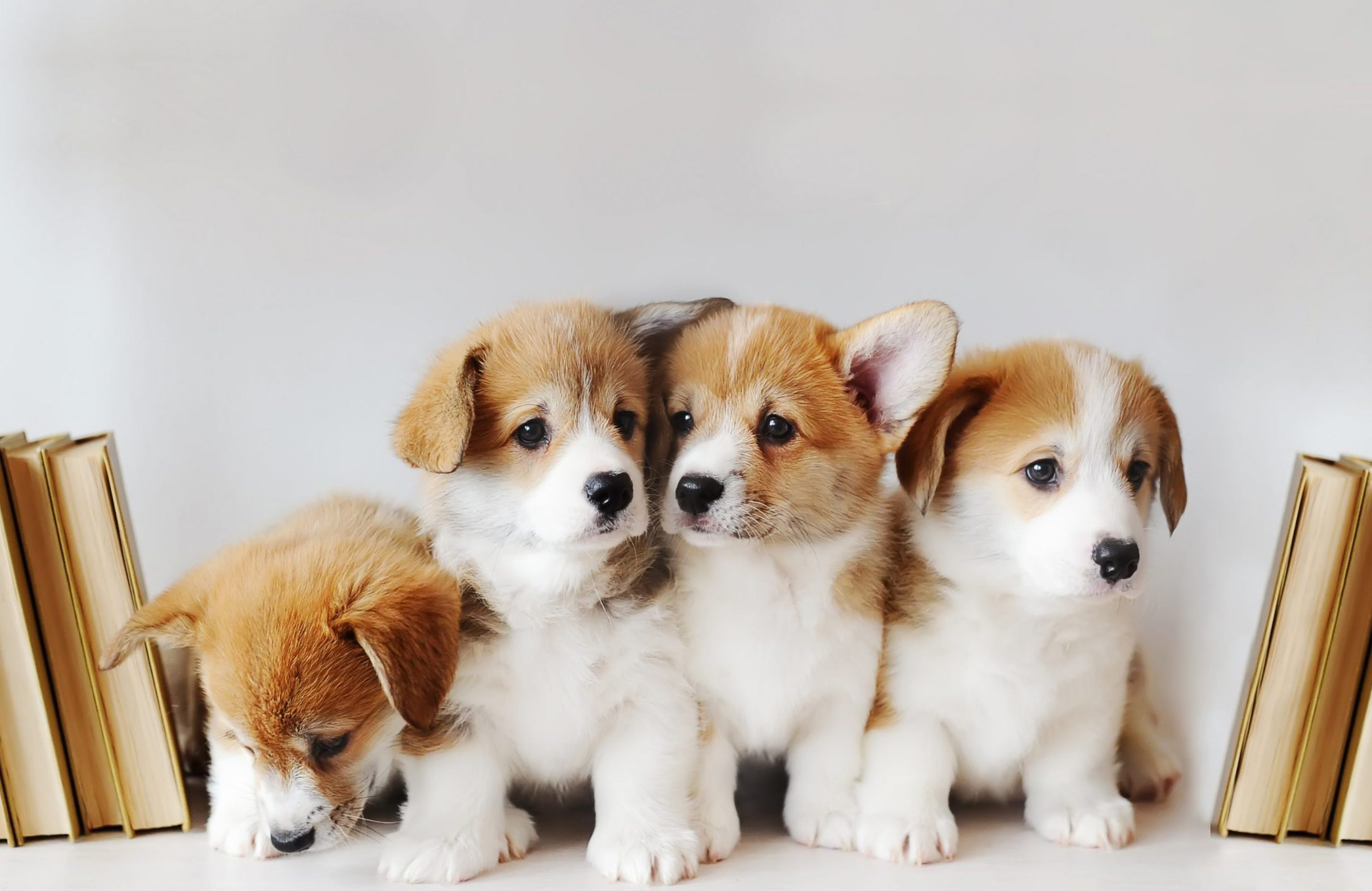 Adorable puppy pictures that will make you melt | Reader's Digest Asia