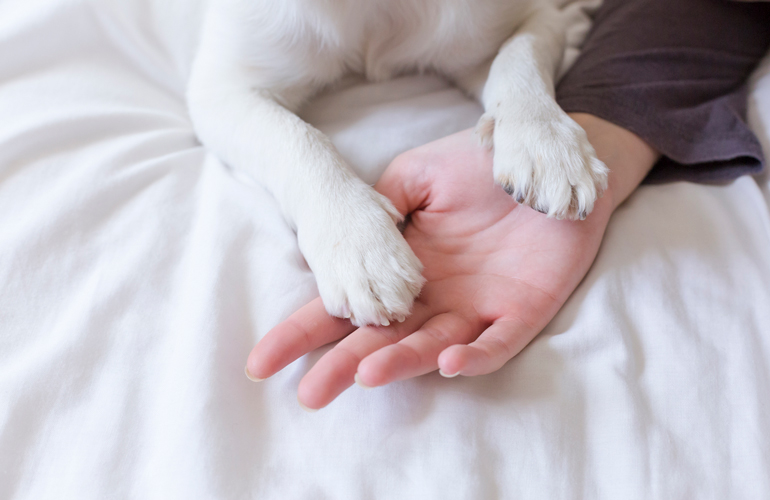 Why do my dog’s paws smell like corn chips? Reader's Digest Asia