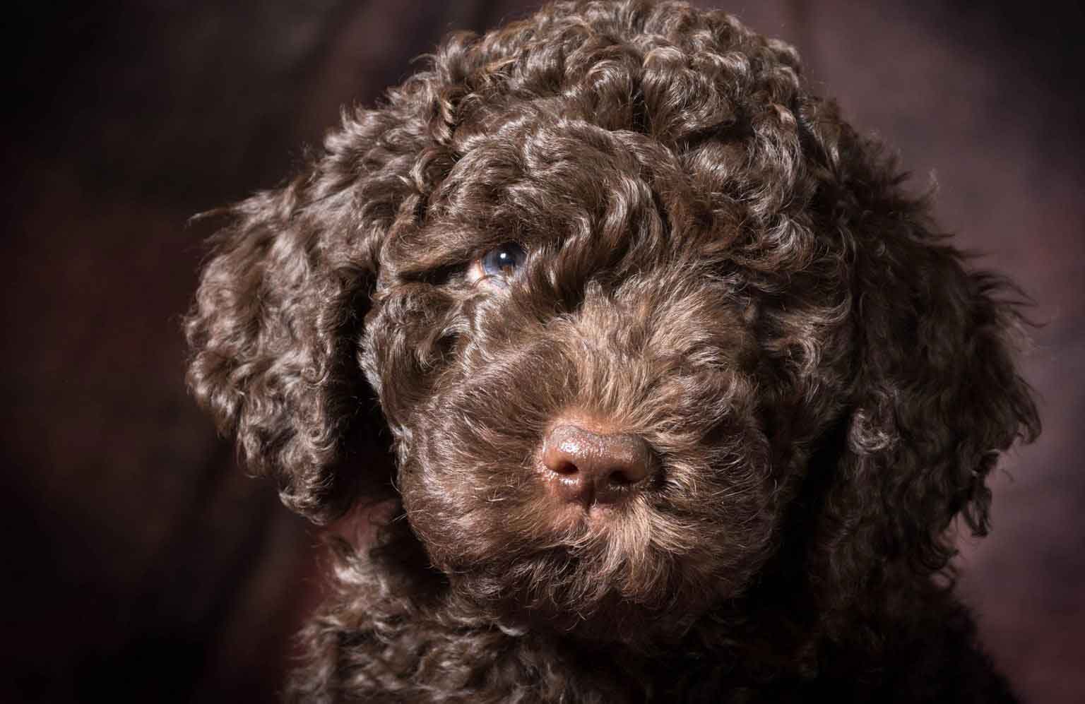 14 puppies that look like teddy bears | Reader's Digest Asia