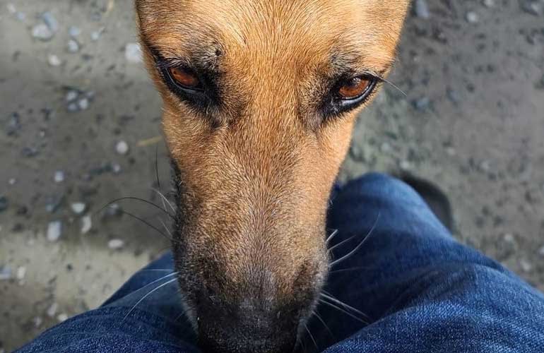 Why do dogs sniff your crotch? Experts explain this awkward canine